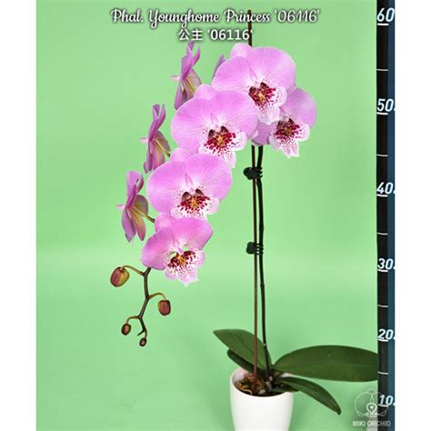 Орхидея Phal. Younghome Princess 06116 big lip - купить, доставка Украина