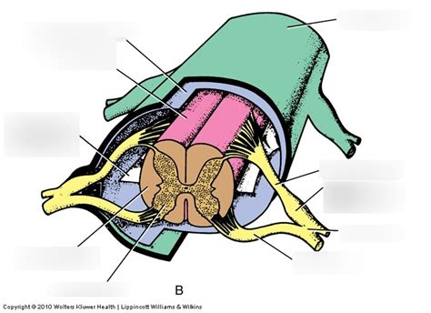 Transverse Section Of Spinal Cord Pt 1 Diagram Quizlet