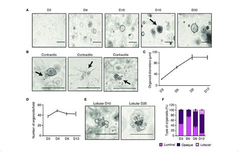 Ex Vivo Mammary Epithelial Cell Organoids Recapitulate The In Vivo