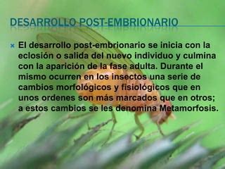 Desarrollo Y Metamorfosis Ppt PPT Descarga Gratuita