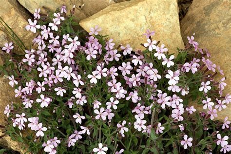 Rock Soapwort Saponaria Ocymoides Photograph By Bob Gibbons Fine