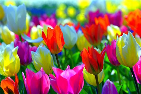 spring colorful wallpapers wallpaper cave