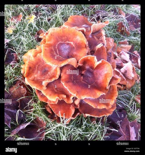 Polypore mushrooms hi-res stock photography and images - Alamy