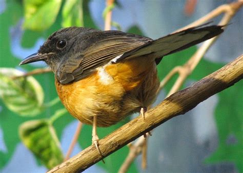 Foto Burung Murai Batu Terpopuler Jenis Burung Kicau Favorit Fresh Info