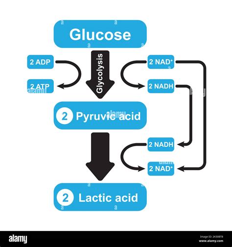 Lactic Acid Fermentation Anaerobic Respiration Colorful Symbols