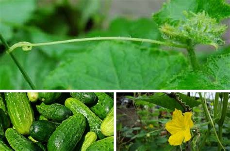kumara – Tomappo blog
