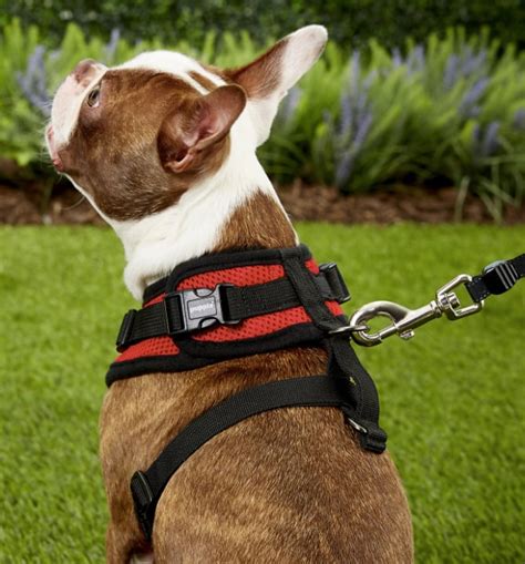 Best Dog Harnesses 16 Best Dog Harnesses For Every Kind Of Dog