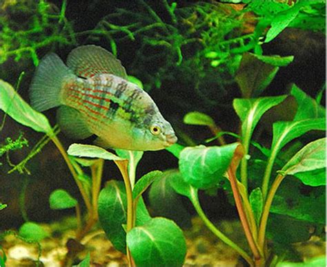 Algae Eating Adult American Flag Fish - Arizona Aquatic Gardens