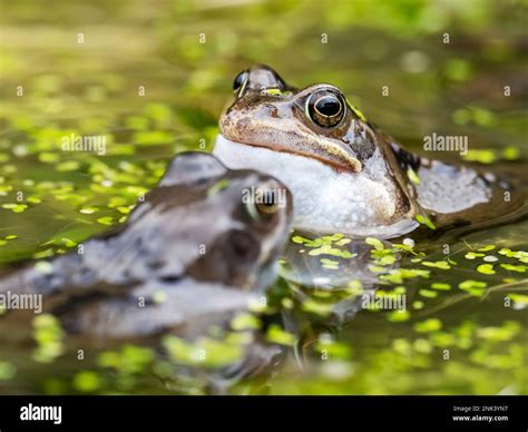 Common Frog Rana Temporaria In A Garden Pond In Ambleside Lake