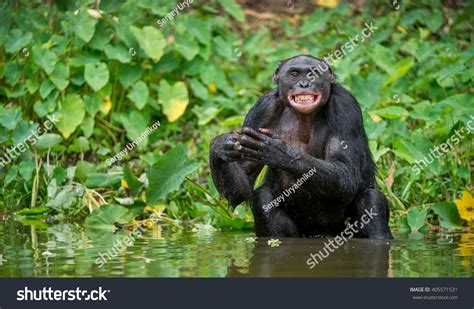 11197 Smiling Chimp Images Stock Photos And Vectors Shutterstock