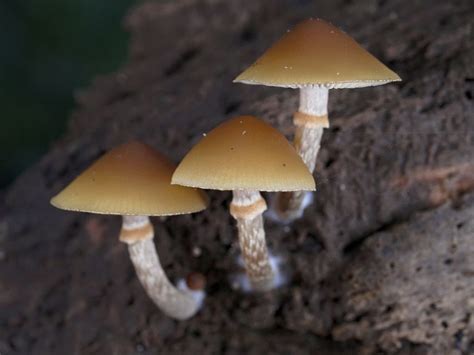 Florida Poisonous Mushrooms: Top 10 – Plant Grower Report