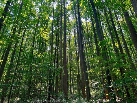 Forest Trees Appalachian Trail Photography Print, Garden Photography ...