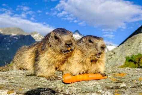 Two Alpine Marmots Marmota Marmota Are Eating A Carrot On Frank