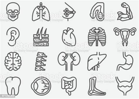 Human Organs Line Icons Ilustra Es Cones Vetores