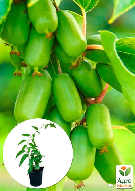 Актинидия "Джамбо" (мини-киви, морозостойкий сорт, поздний срок ...