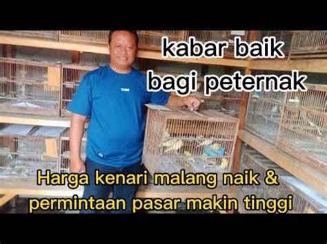 Update Terkini Harga Kenari Naik Kenari Lokal Loper Af Kota Malang