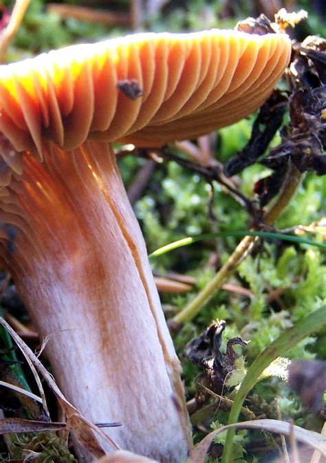 Meadow Waxcap Cuphophyllus Hygrocybe Pratensis Stipe And Flickr