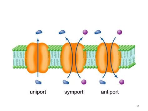 TRANSPORT ACROSS CELL MEMBRANE | PPT