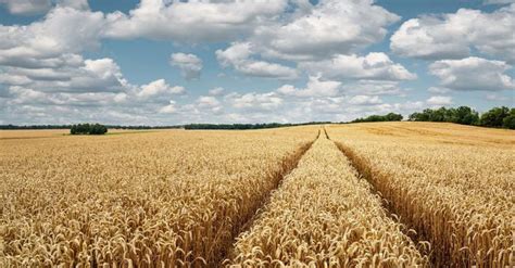 Lollobrigida Pi Controlli Su Tracciabilit E Qualit Del Grano