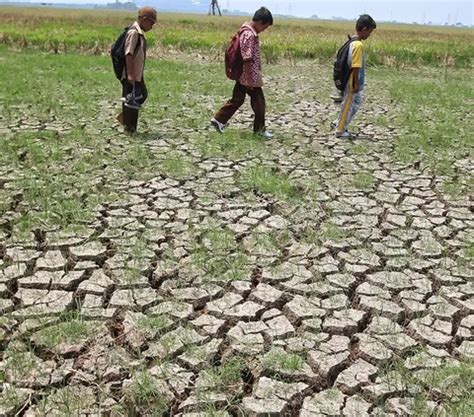 Fenomena El Nino Diperkirakan Bertahan Hingga Pertengahan Ini