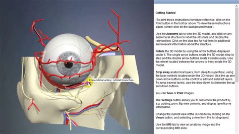 Infra Orbital Artery Orbital Branches Arteries Of Head And Neck D