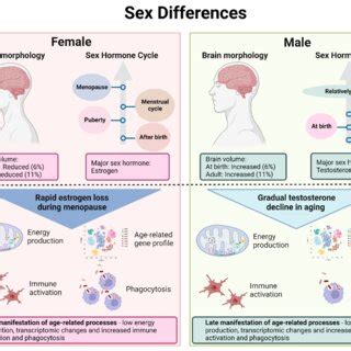 Sex Differences In The Brain During Development And Aging The Female