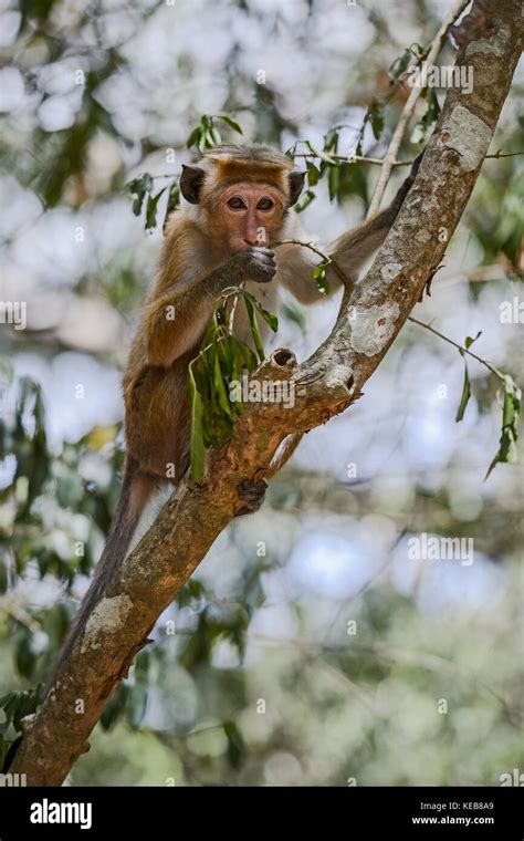 Toque Macaque Macaca Sinica Sri Lanka Stock Photo Alamy