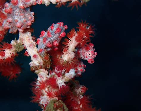 Pygmy Seahorse - Christoph Troesch