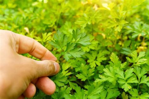 Cosecha De Perejil En El Campo Productos Org Nicos Cosechados En El