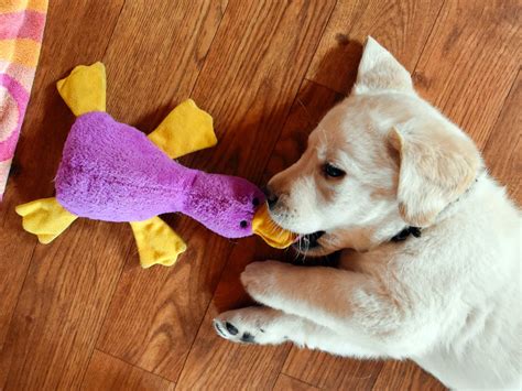 Educational Toys — ASSISTANCE DOGS OF THE WEST