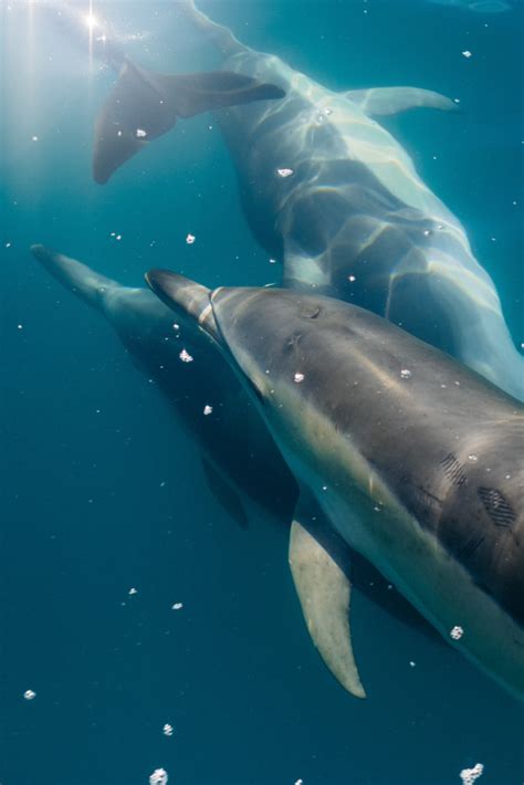 Dolhpin Encounter Kaikoura Swimming Tour 2020