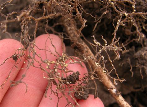 Scouting For Soybean Cyst Nematode In Your Soybean Field Pdcoh