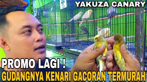 PROMO TERBARU HARGA BURUNG KENARI GACORAN TERMURAH SE JAWA TIMUR