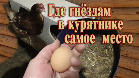 Обустройство курятника // Где лучше установить гнезда в курятнике - YouTube