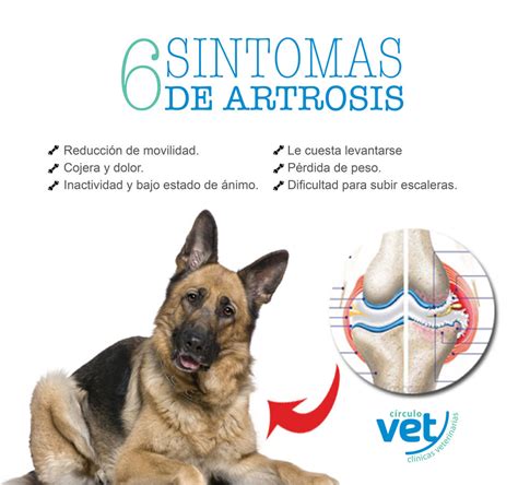 ARTROSIS EN PERROS