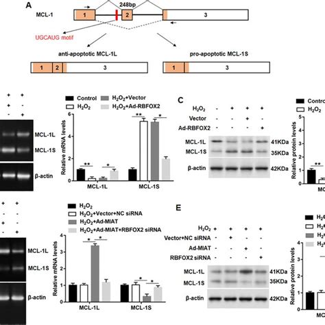 Rbfox Regulated The Alternative Splicing Of Mcl A The Splicing