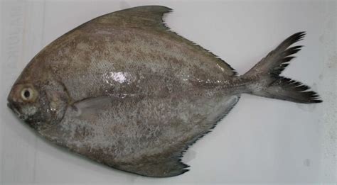 Black Pomfret Anrajfish