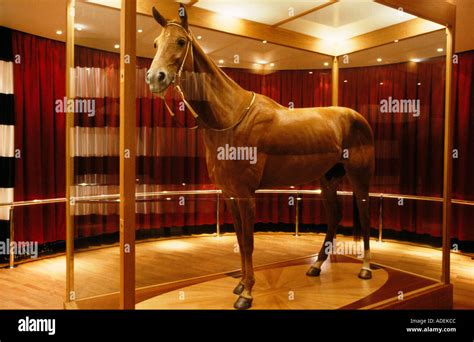 Legendary racehorse Phar Lap, Melbourne museum Stock Photo - Alamy