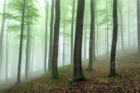 Beautiful spring forest 11505834 Stock Photo at Vecteezy