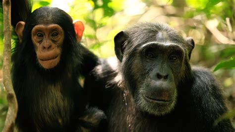 Assistir O Império dos Chimpanzés Online Pobreflix Filmes Séries e