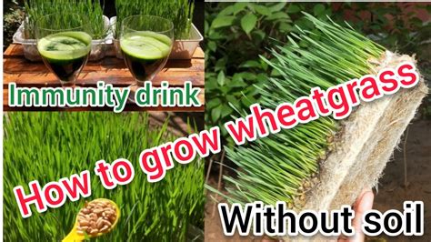 How To Grow Wheatgrass At Home Grow Wheatgrass Without Soil How To