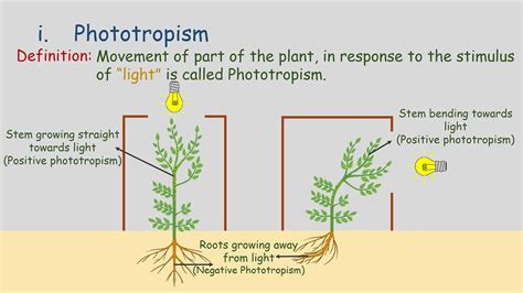 Tropic Movements Movement In Plants Phototropism Geotropism