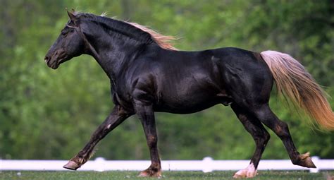 7 Interesting Facts About Rocky Mountain Horses