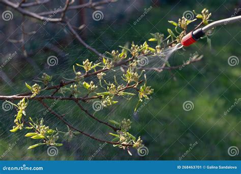 Spring Spraying Of Fruit Trees On Buds For The Prevention Of Diseases