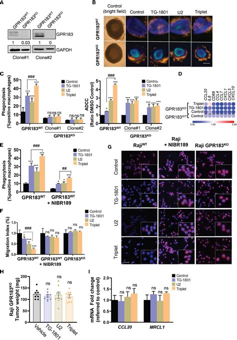 Frontiers G Protein Coupled Receptor 183 Mediates The Sensitization Of Burkitt Lymphoma Tumors