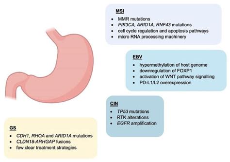 Incorporating Immunotherapy In The Management Of Gastric Cancer