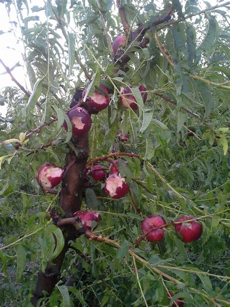 Asaja Apag Extremadura Asaja Muestra Su Preocupaci N Por Las Miles De