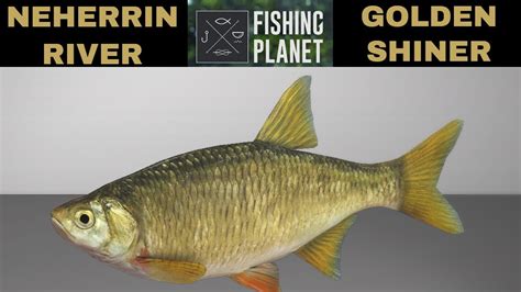 Fishing Planet Neherrin River Golden Shiner Youtube