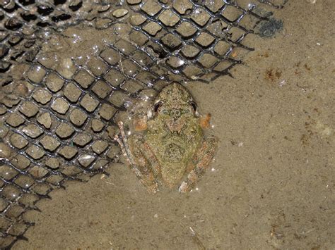 藤寮坑溝、大窠坑溪混凝土溝渠到綠帶廊道 水岸生物強勢回歸 中華日報中華新聞雲