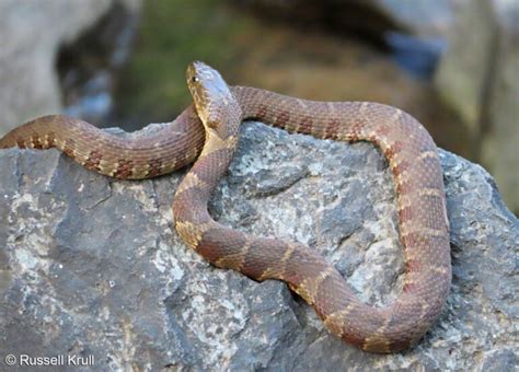 Cottonmouth vs Water Snake - What is the difference? - Animal Hype